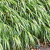 Hakonechloa macra 'Aureola', habit