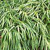 Hakonechloa macra 'Aureola', habit