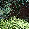 Hakonechloa macra 'Aureola', habit