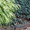 Hakonechloa macra 'Aureola', habit