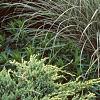 Miscanthus sinensis 'Morning Light', habit