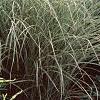 Miscanthus sinensis 'Morning Light', habit