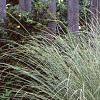 Miscanthus sinensis 'Morning Light', habit