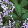 Phlox divaricata, habit
