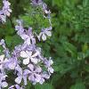 Phlox divaricata, habit
