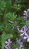 Phlox divaricata, habit