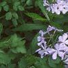 Phlox divaricata, habit