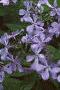 Phlox divaricata, habit
