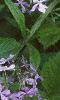 Phlox divaricata, habit
