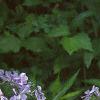 Phlox divaricata, habit