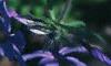 Phlox divaricata