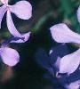 Phlox divaricata