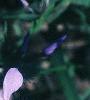 Phlox divaricata