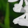 Phlox divaricata 'Dirigo Ice', flowers