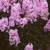 Phlox maculata 'Natascha'