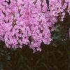 Phlox maculata 'Natascha'