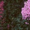 Phlox maculata 'Natascha'