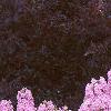 Phlox maculata 'Natascha'