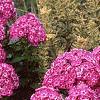 Phlox paniculata 'Laura', habit