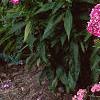 Phlox paniculata 'Laura', habit