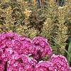 Phlox paniculata 'Laura', habit