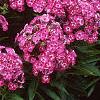 Phlox paniculata 'Laura', habit