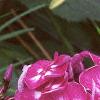 Phlox paniculata 'Laura', flowers