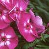 Phlox paniculata 'Laura', flowers