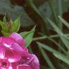 Phlox paniculata 'Laura', flowers