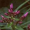 Phlox paniculata 'Laura', flowers