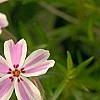 Phlox subulata 'Candy Stripe', flowers