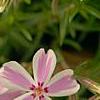 Phlox subulata 'Candy Stripe', flowers