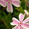 Phlox subulata 'Candy Stripe', flowers