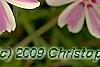 Phlox subulata 'Candy Stripe', flowers