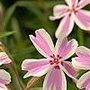 Phlox subulata 'Candy Stripe', flowers