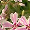 Phlox subulata 'Candy Stripe', flowers