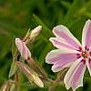 Phlox subulata 'Candy Stripe', flowers