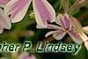 Phlox subulata 'Candy Stripe', flowers