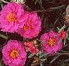 Portulaca grandiflora 'Sundial Fuchsia', habit