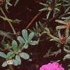 Portulaca grandiflora 'Sundial Fuchsia', habit
