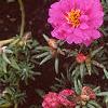 Portulaca grandiflora 'Sundial Fuchsia', habit