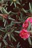 Portulaca grandiflora 'Sundial Fuchsia', habit