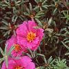 Portulaca grandiflora 'Sundial Fuchsia', habit