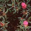 Portulaca grandiflora 'Sundial Fuchsia', habit