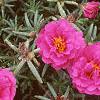 Portulaca grandiflora 'Sundial Fuchsia', habit