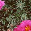 Portulaca grandiflora 'Sundial Fuchsia', habit