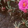 Portulaca grandiflora 'Sundial Fuchsia', habit
