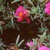 Portulaca grandiflora 'Sundial Fuchsia', habit