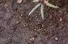Portulaca grandiflora 'Sundial Fuchsia', habit