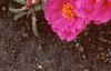 Portulaca grandiflora 'Sundial Fuchsia', habit